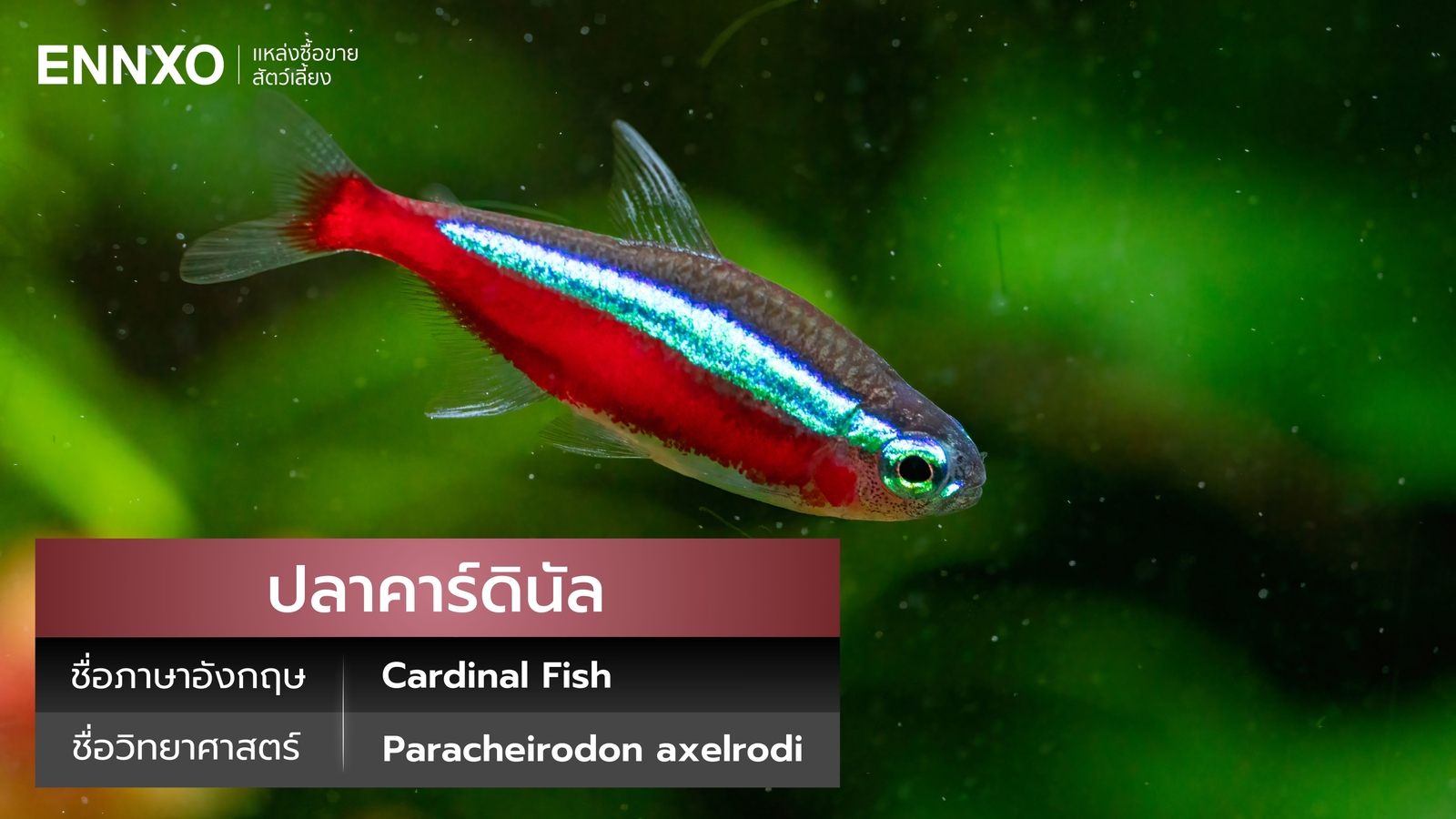 ปลาคาร์ดินัล