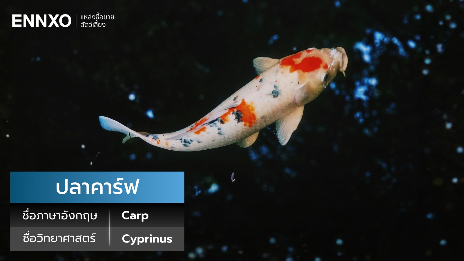 ปลาคาร์ฟ ภาษาอังกฤษ