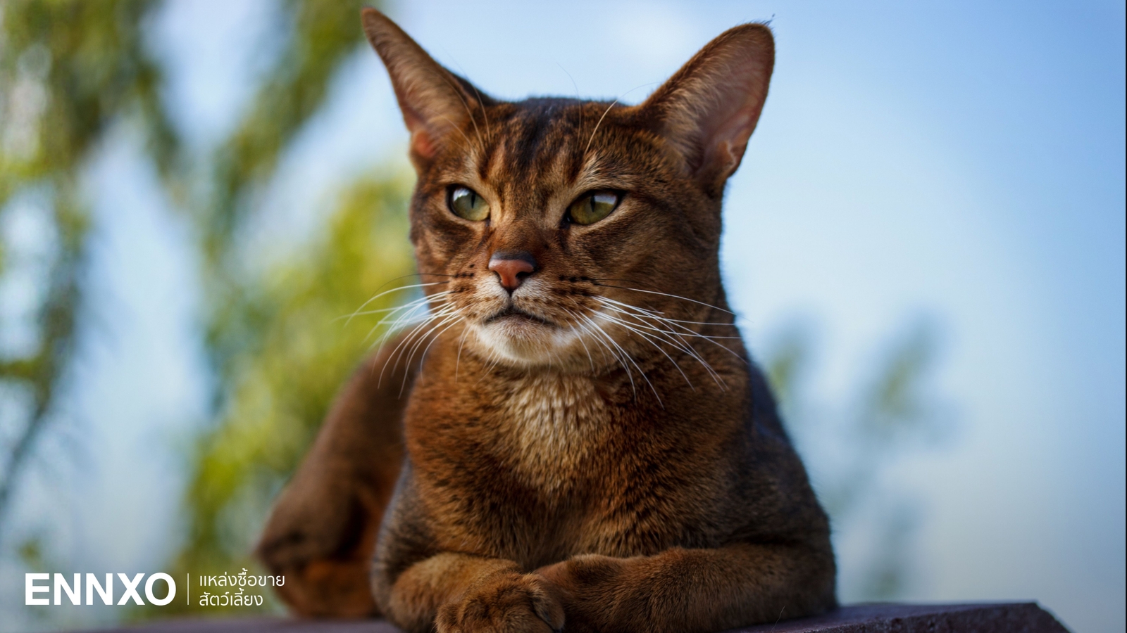 หลงรักอะบิสซิเนียน (Abyssinian) แมวนิสัยขี้เล่น พร้อมวิธีเลี้ยง