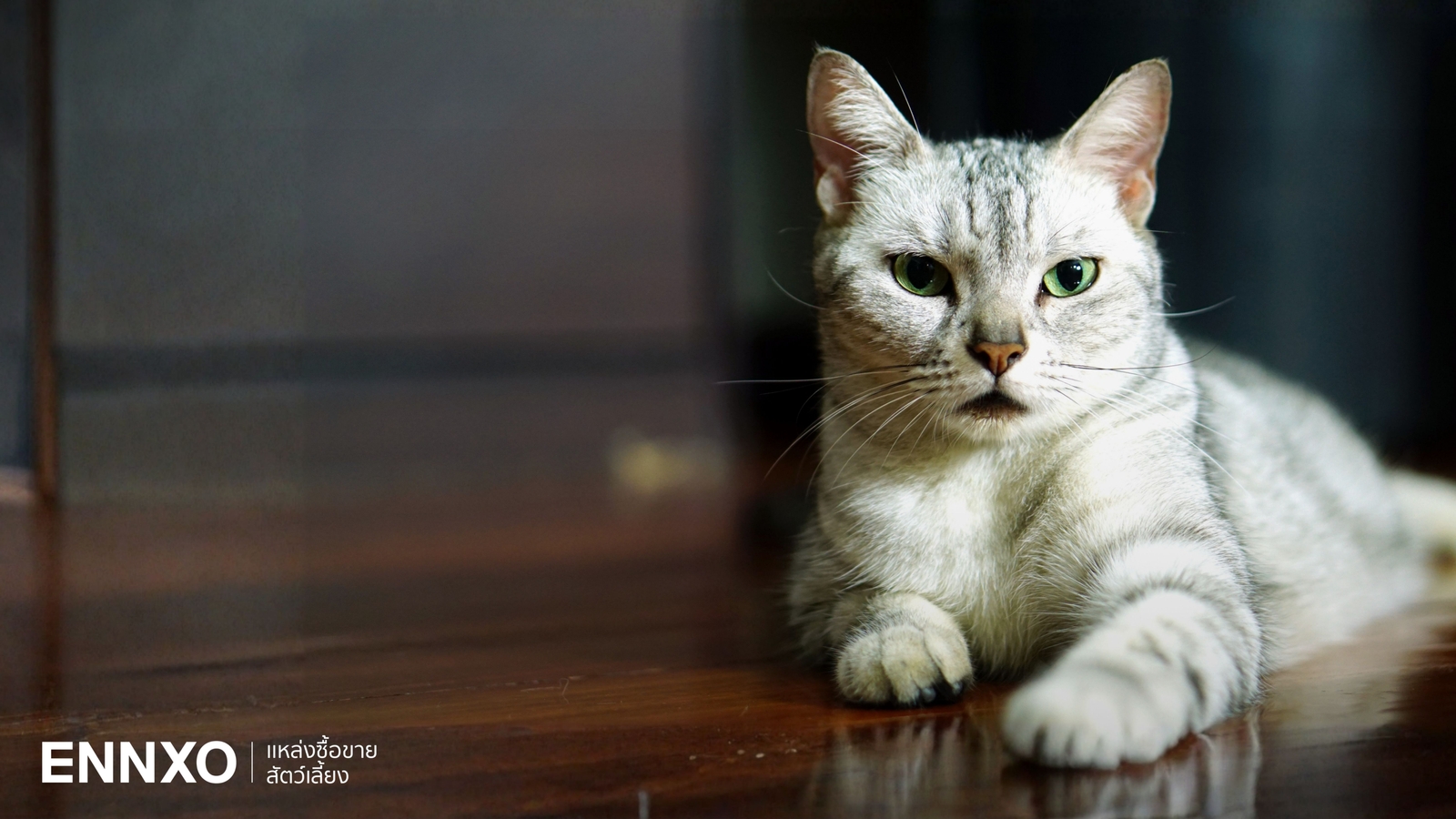 รู้จักแมวพันธุ์อเมริกันช็อตแฮร์ แท้ ดูยังไง มีกี่ลาย สีอะไรบ้าง?