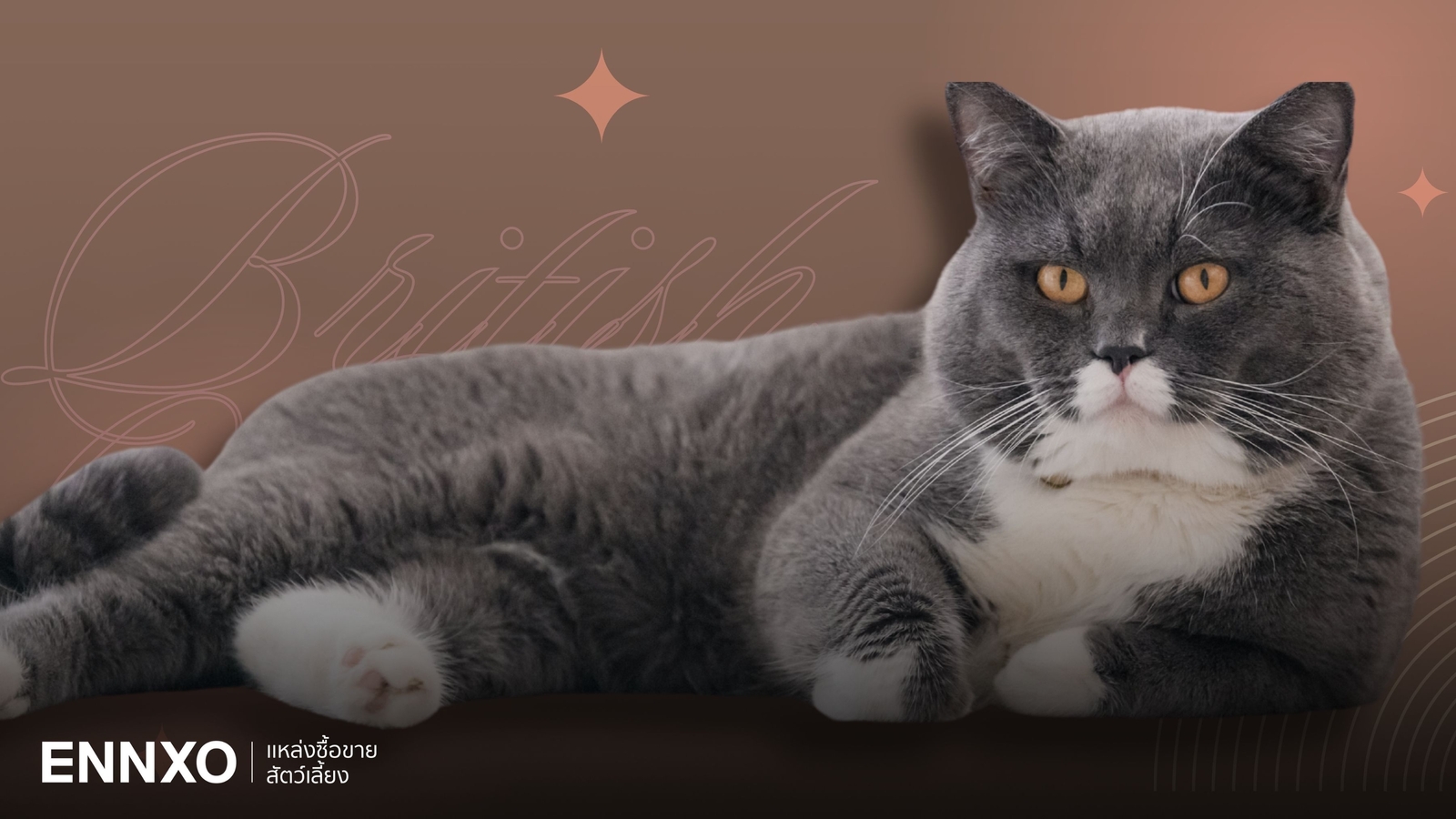 แมวบริติช ช็อตแฮร์ British Shorthair แท้ ดูยังไง สีไหนหายากแพงที่สุด?