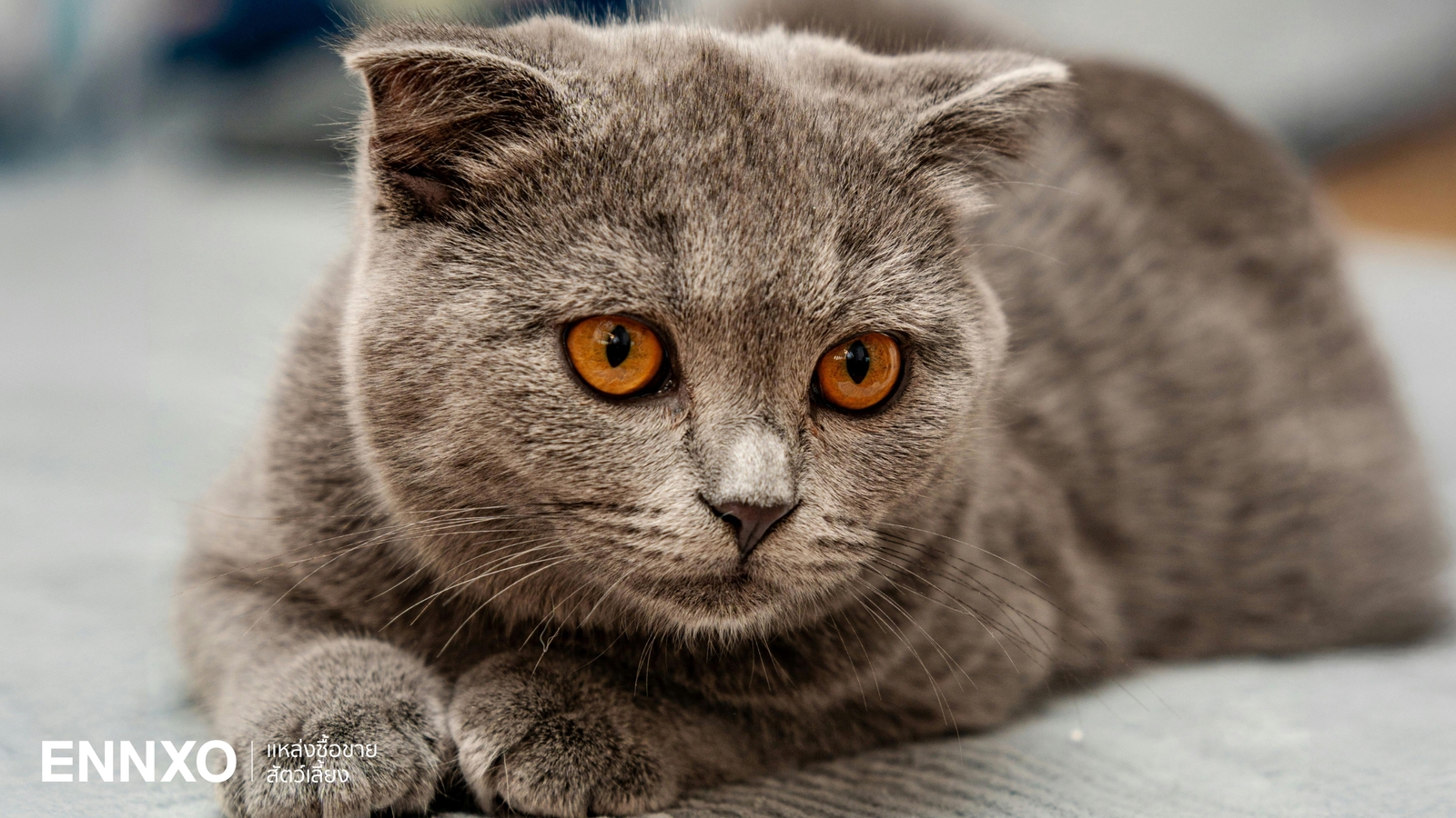 แมวบริติช ช็อตแฮร์ British Shorthair แท้ ดูยังไง สีไหนหายากแพงที่สุด?