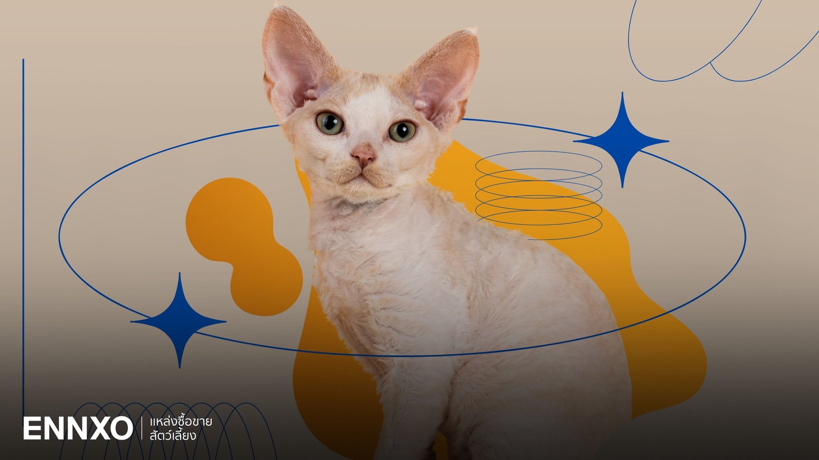 ประวัติ แมวเดวอน เร็กซ์ (Devon Rex) นิสัยยังไง เลี้ยงยากไหม?