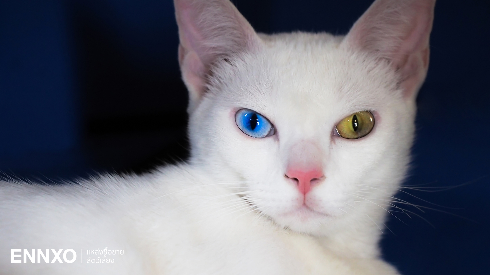 รู้จักแมวขาวมณี เจ้าแมวตาสองสี ลักษณะ นิสัยและความเชื่อ