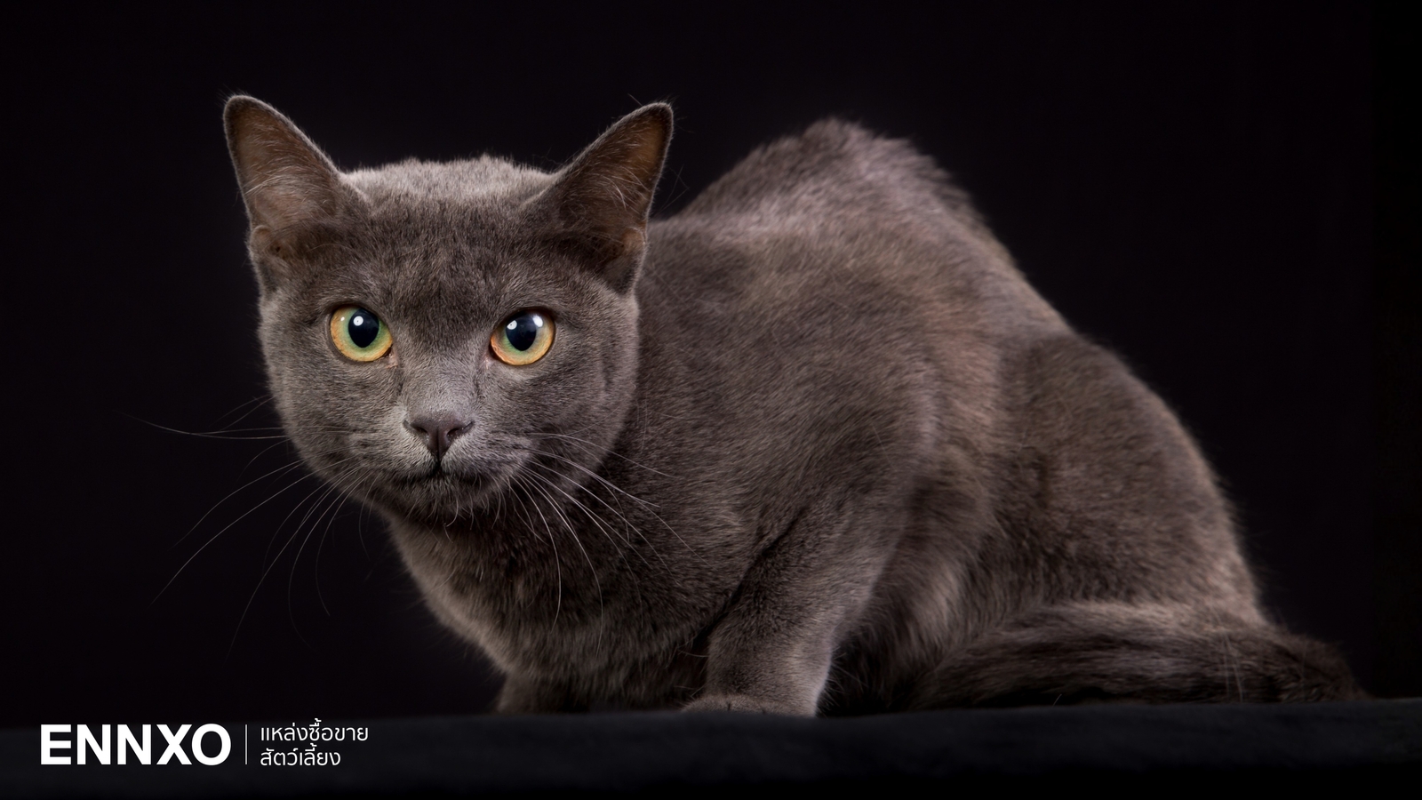 ลักษณะและนิสัยแมวสีสวาดนำโชค หรือโคราช (Korat) แมวนำโชคของคนไทย