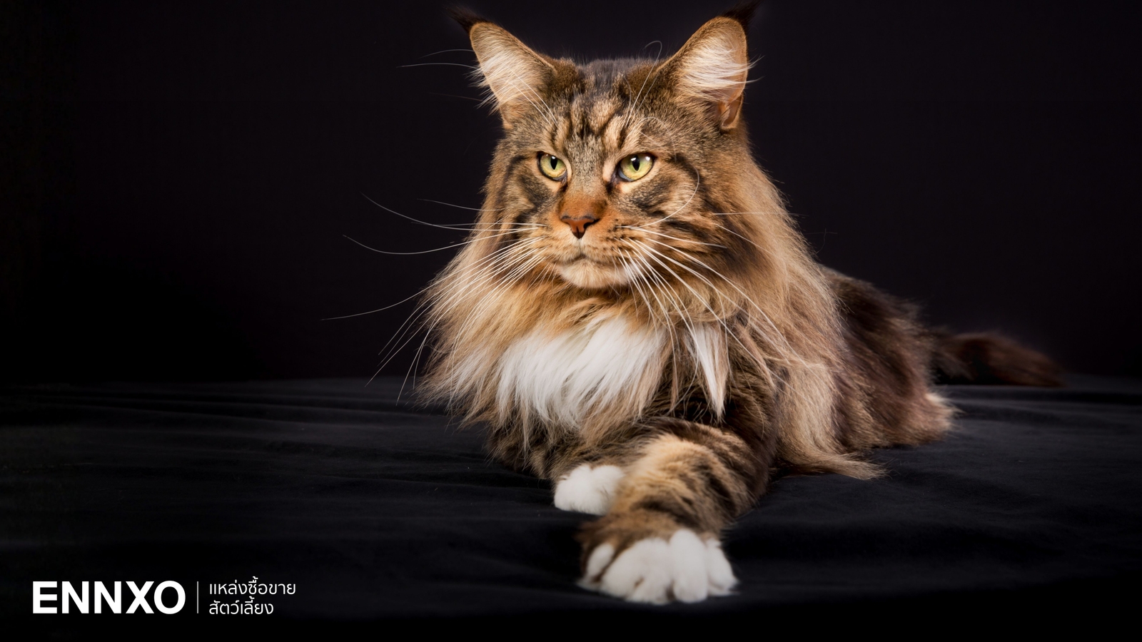 วิธีเลี้ยงแมวเมนคูน (Maine Coon) เจ้าแมวพันธุ์ใหญ่ที่สุดในโลก