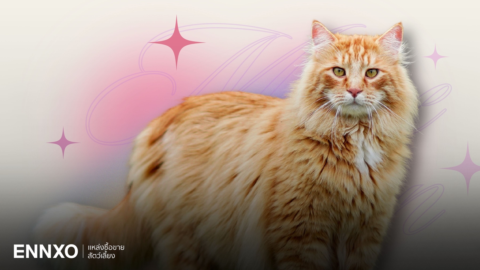 แมวเมนคูน (Maine Coon) นิสัยอย่างไร ฉลาดไหม ศึกษาประวัติและวิธีเลี้ยง