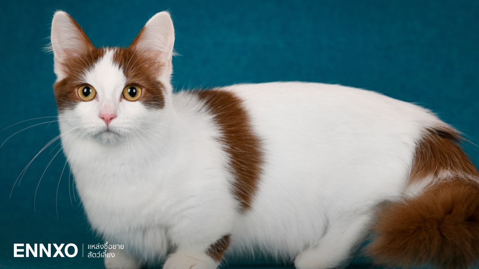 ลักษณะและนิสัยของมันช์กิ้น (Munchkin) พันธุ์แมวขาสั้นสุดน่ารัก