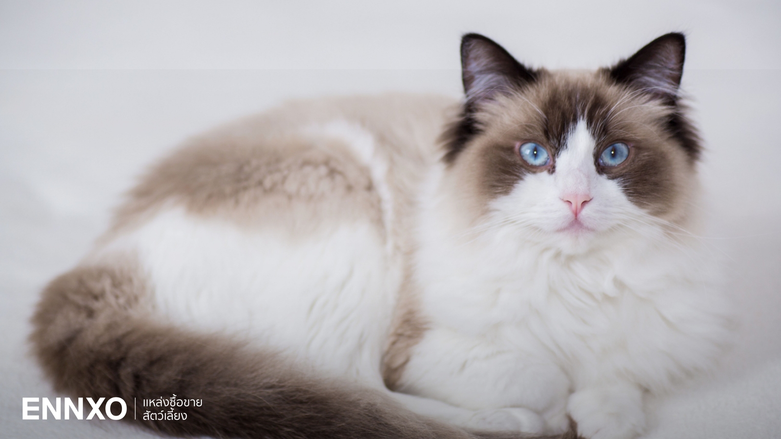 แมวแร็กดอลล์ เลี้ยงยากไหม นิสัยอย่างไร Ragdoll มีกี่แบบ สีอะไรบ้าง?