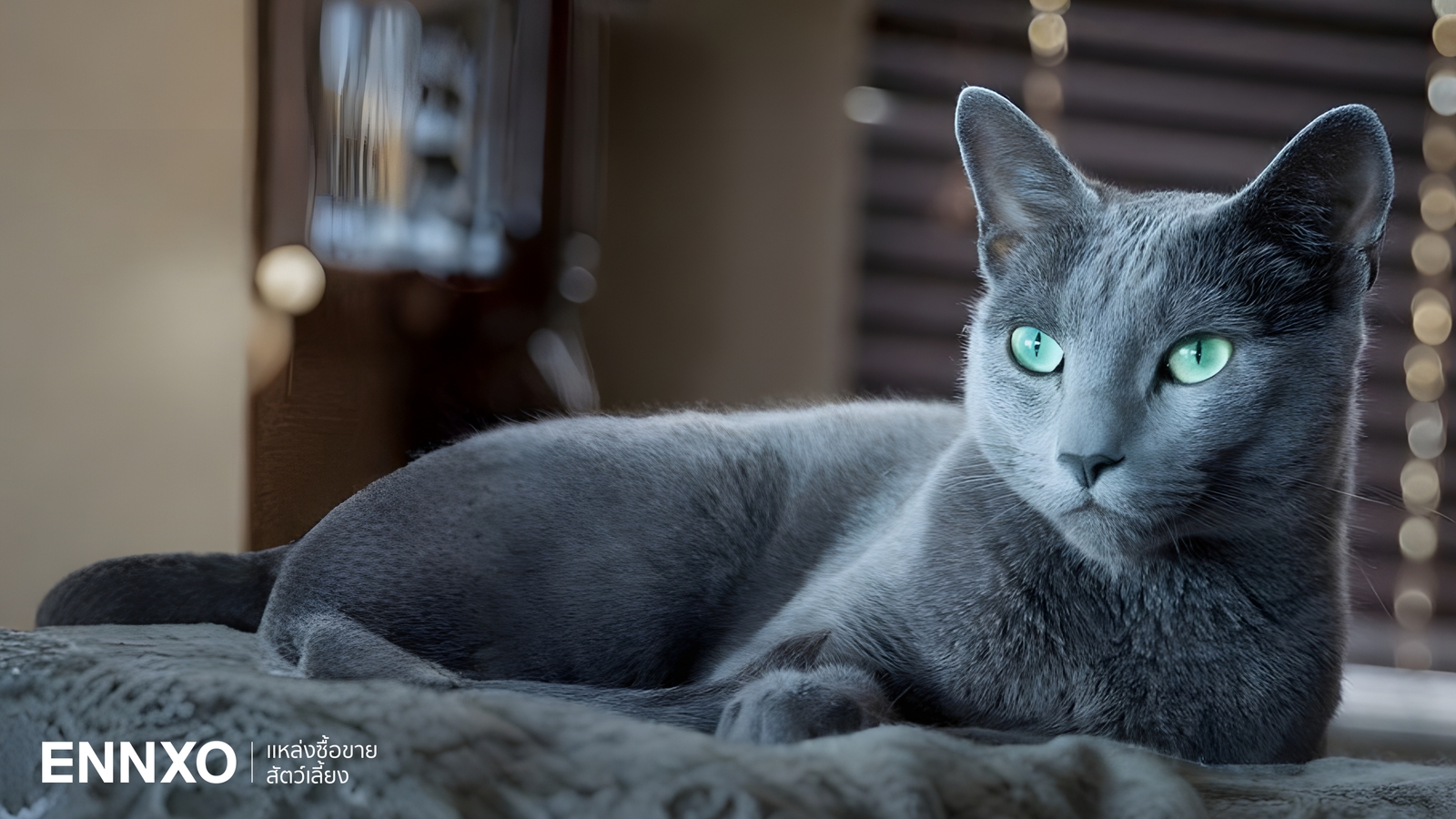 10 เรื่องน่ารู้รัสเซียนบลู (Russian Blue) แมวสัญชาติรัสเซีย