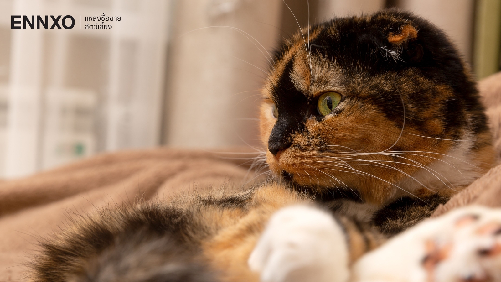 ลักษณะ นิสัย สก็อตติชโฟลด์ (Scottish Fold) แมวที่นิยมเลี้ยงมากที่สุด