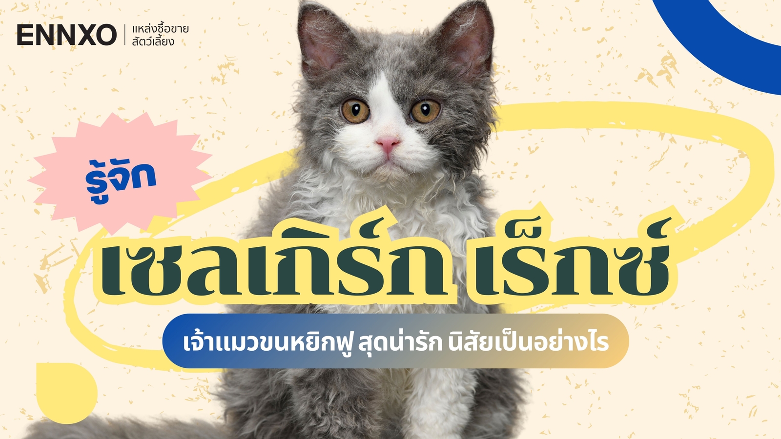 ประวัติ แมวเซลเกิร์ก เร็กซ์ (Selkirk Rex) แมวขนหยิก นิสัย เลี้ยงยาก?