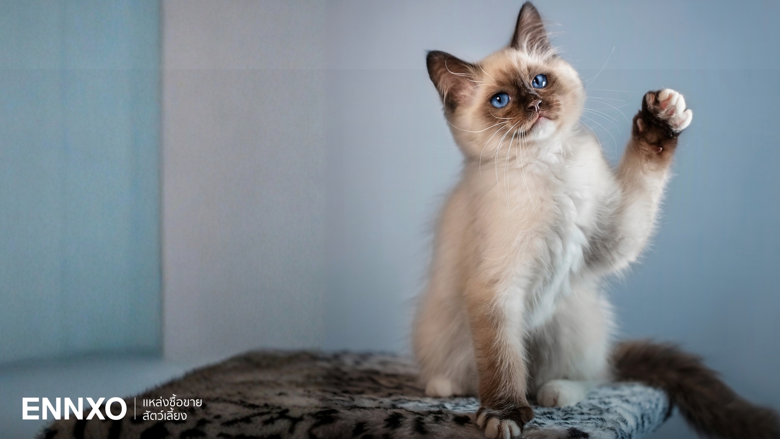 รู้จักแมววิเชียรมาศ แมวมงคลไทย ที่เปลี่ยนสีตามอุณหภูมิได้