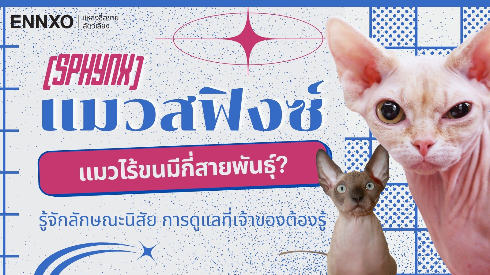 แมวสฟิงซ์ (Sphynx) มีกี่สายพันธุ์ แมวหนังไก่ไม่มีขนเกิดจากอะไร?