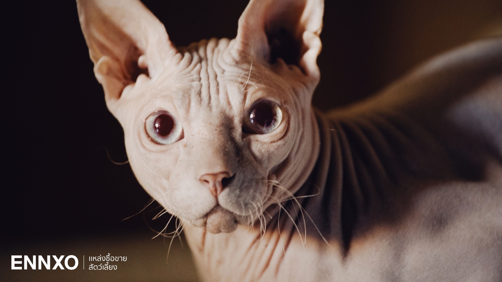 รู้จักแมวสฟิงซ์ (Sphynx) สายพันธ์ุหนังไก่ ลักษณะ และนิสัยยังไง