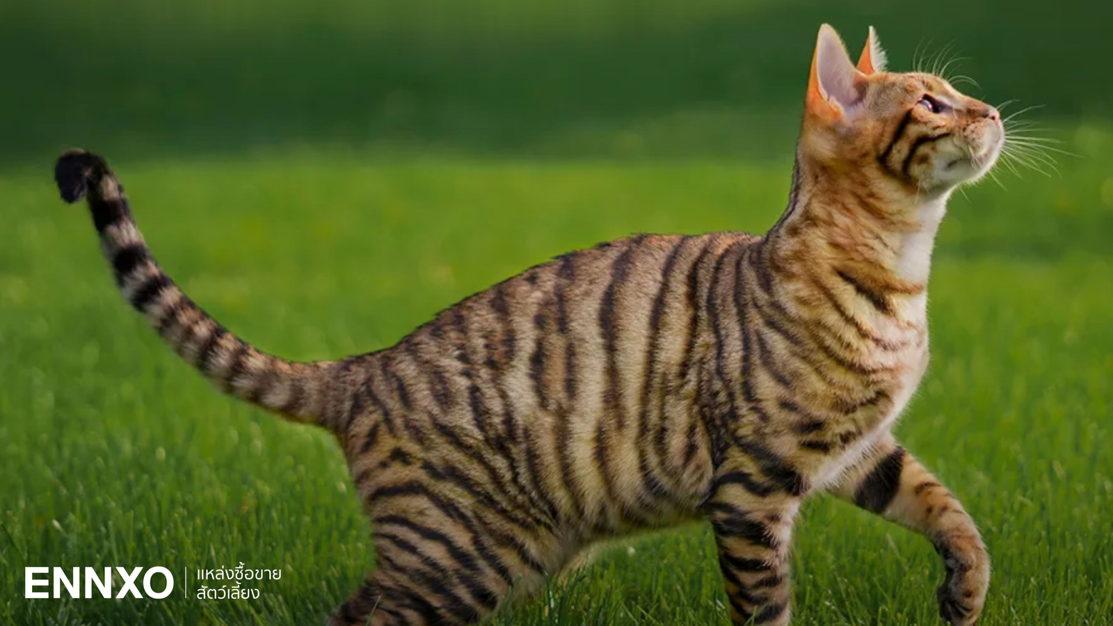 แมวทอยเกอร์ (Toyger) เสือโคร่งเวอร์ชันมินิ นิสัย ลักษณะ และการดูแล