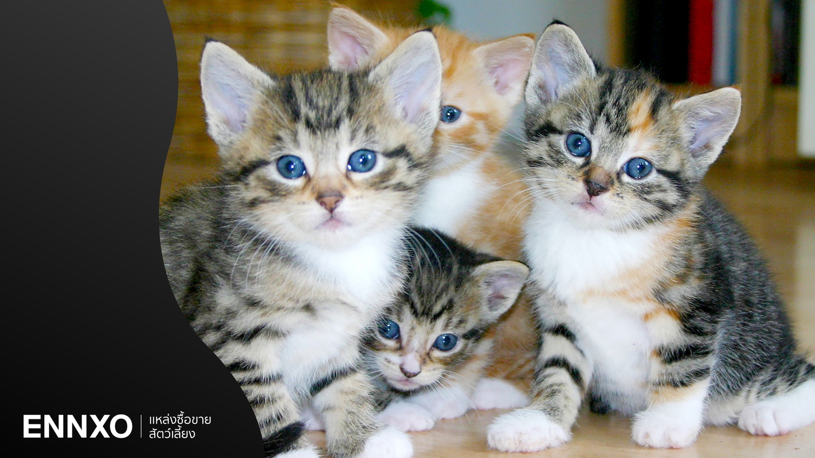 แมวมีสีและลวดลายอะไรบ้าง รวมสีขนแมวทั้งหมด 