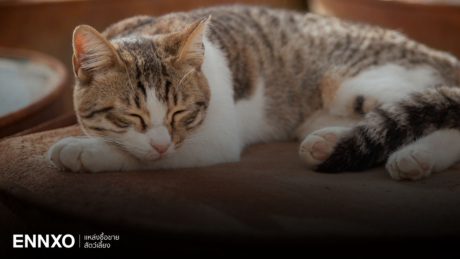 ถอดรหัส ท่าแมวนอน บอกอะไร ภาษาลับที่เจ้าเหมียวใช้สื่ออารมณ์กับเรา