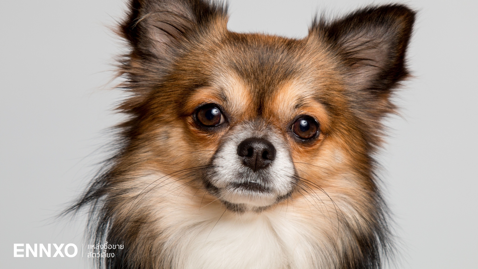 ชิวาวา พันธุ์แท้ ดูยังไง? รู้จักสุนัขตัวเล็ก กล้าหาญ ที่รักเจ้าของ