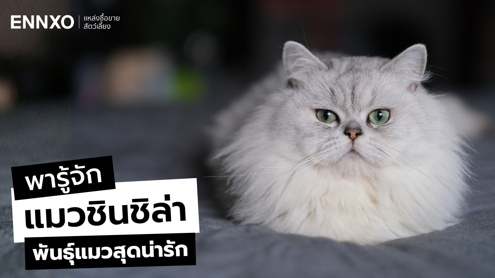 รู้จักลักษณะและนิสัยแมวชินชิล่า (Chinchilla) พันธุ์แมวสุดน่ารัก