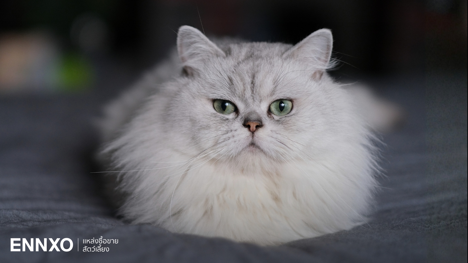 รู้จักลักษณะและนิสัยแมวชินชิล่า (Chinchilla) พันธุ์แมวสุดน่ารัก