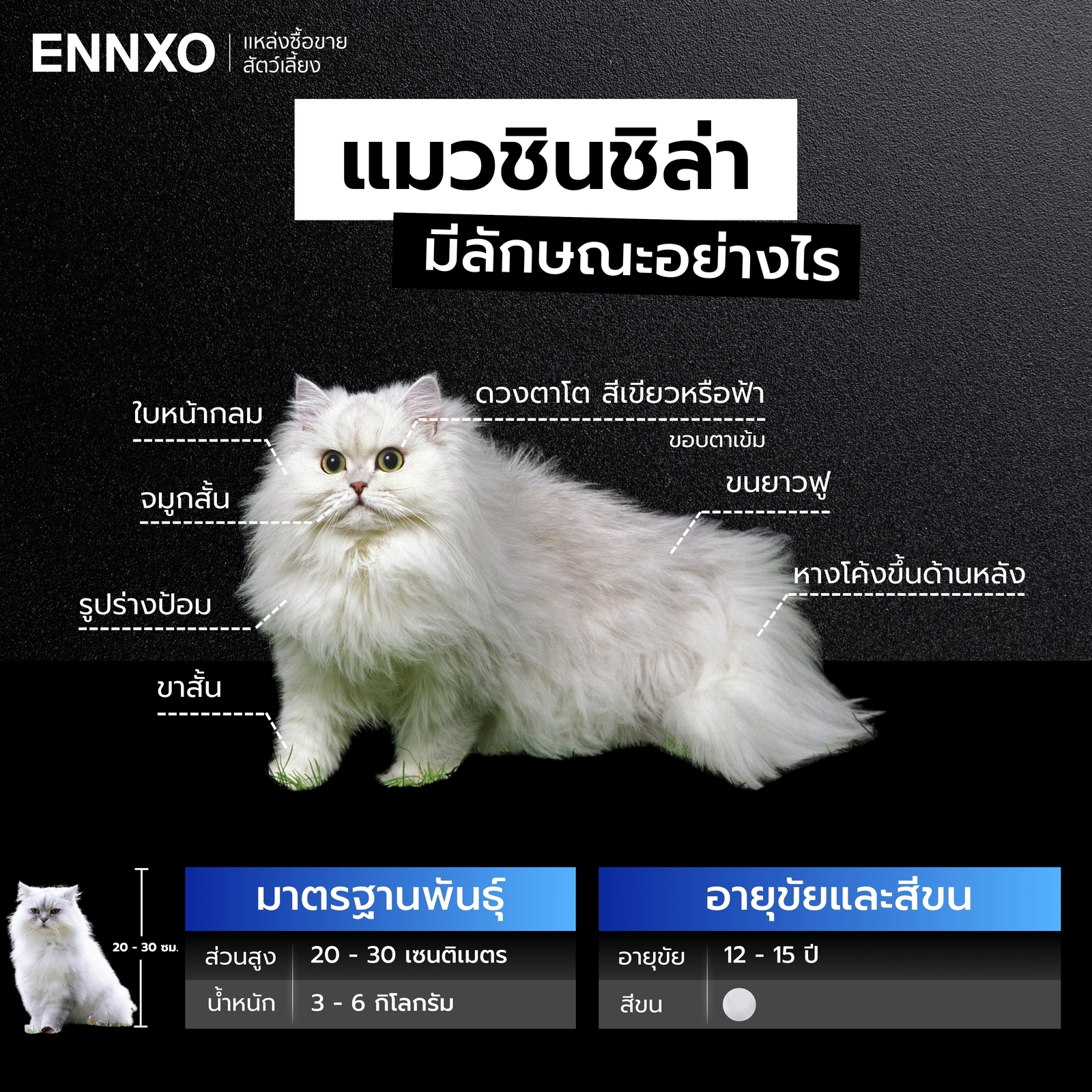 ลักษณะของแมวชินชิล่า