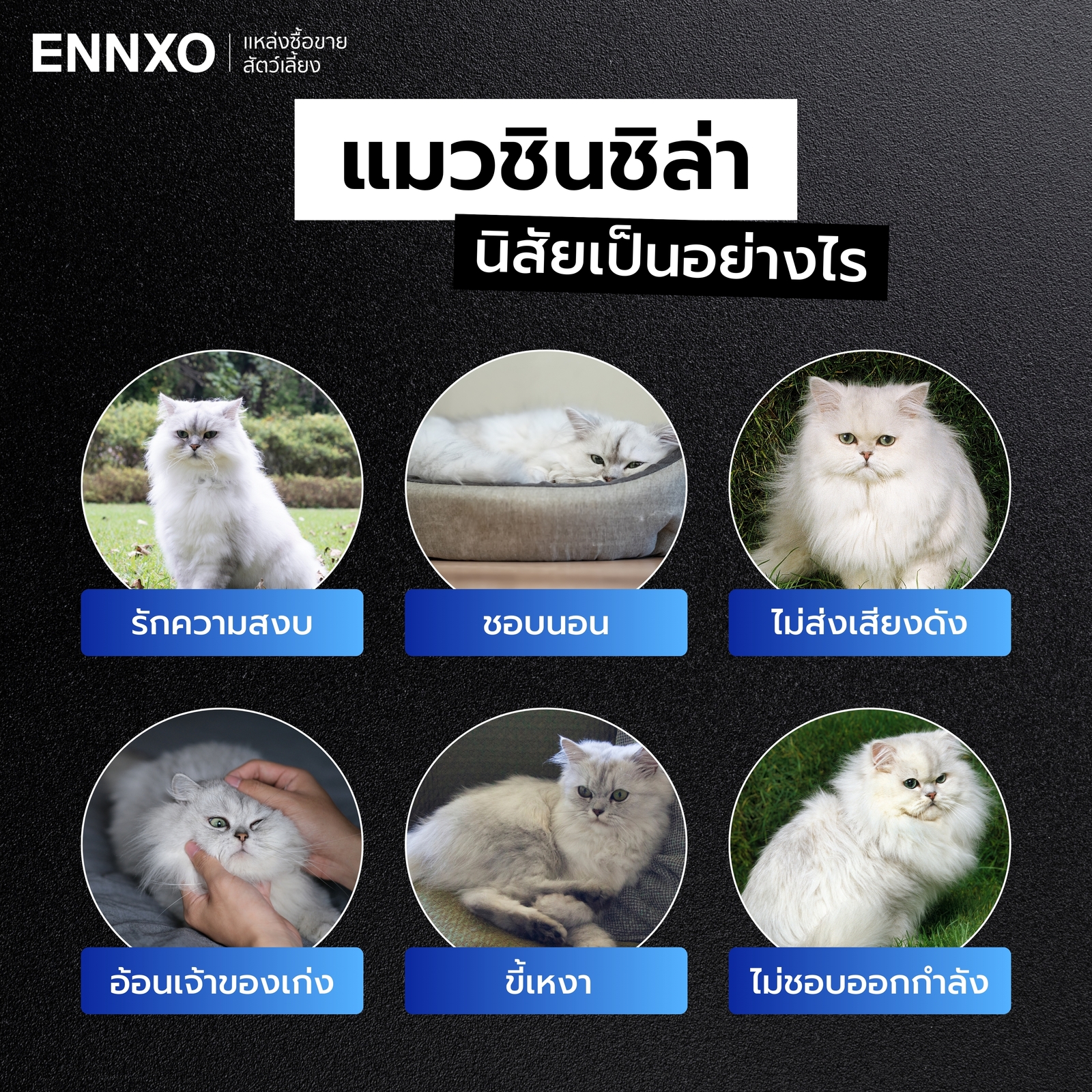 นิสัยของแมวชินชิล่า