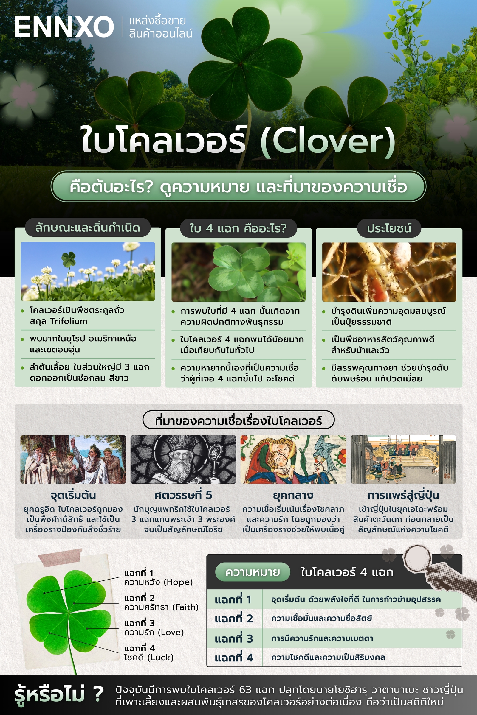 ความเชื่อเรื่องใบโคลเวอร์ มีที่มาอย่างไร พร้อมความหมาย