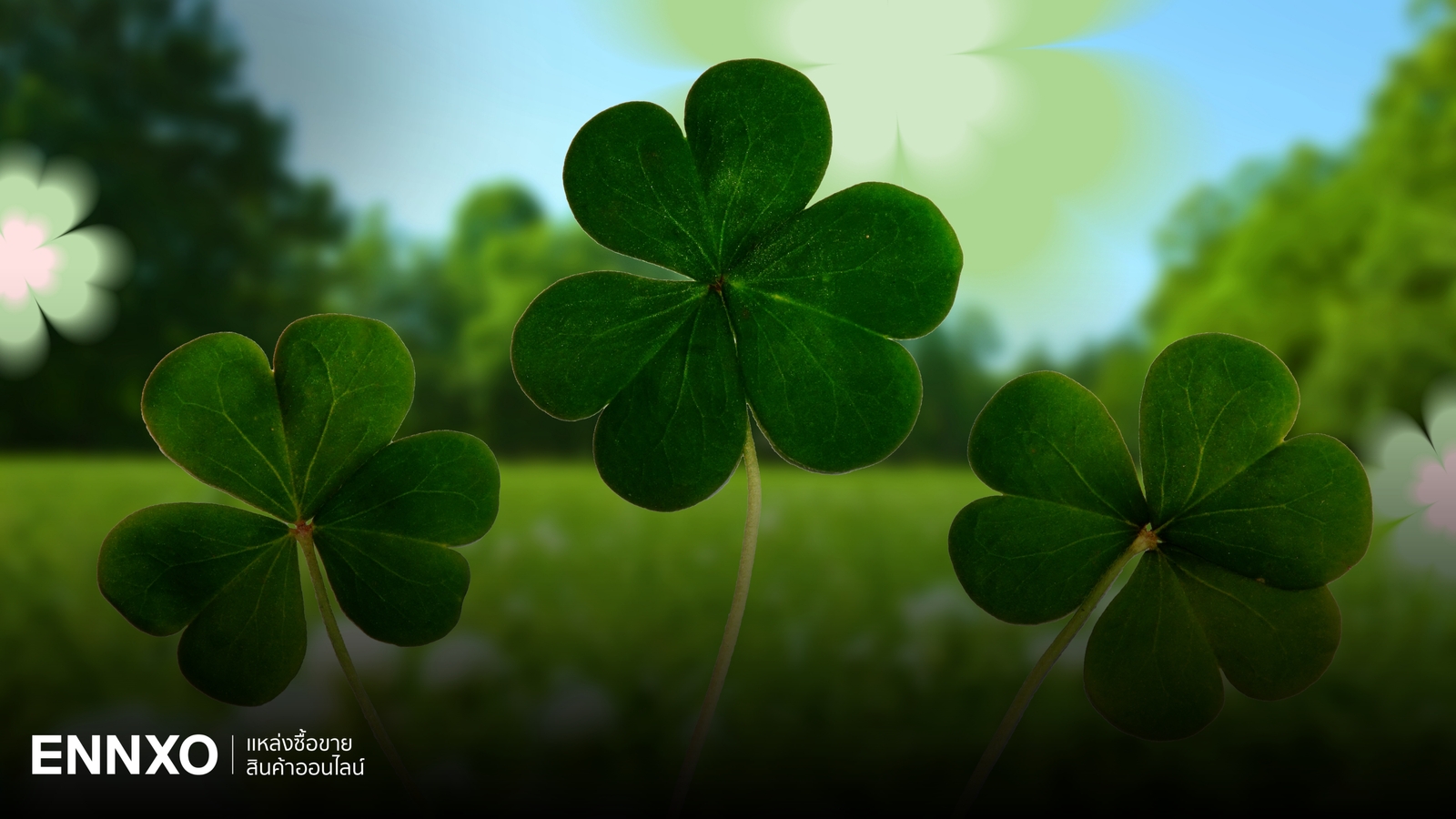 ใบโคลเวอร์ 4 แฉก มีความหมายว่าอะไร ใบโชคดีตามความเชื่อ