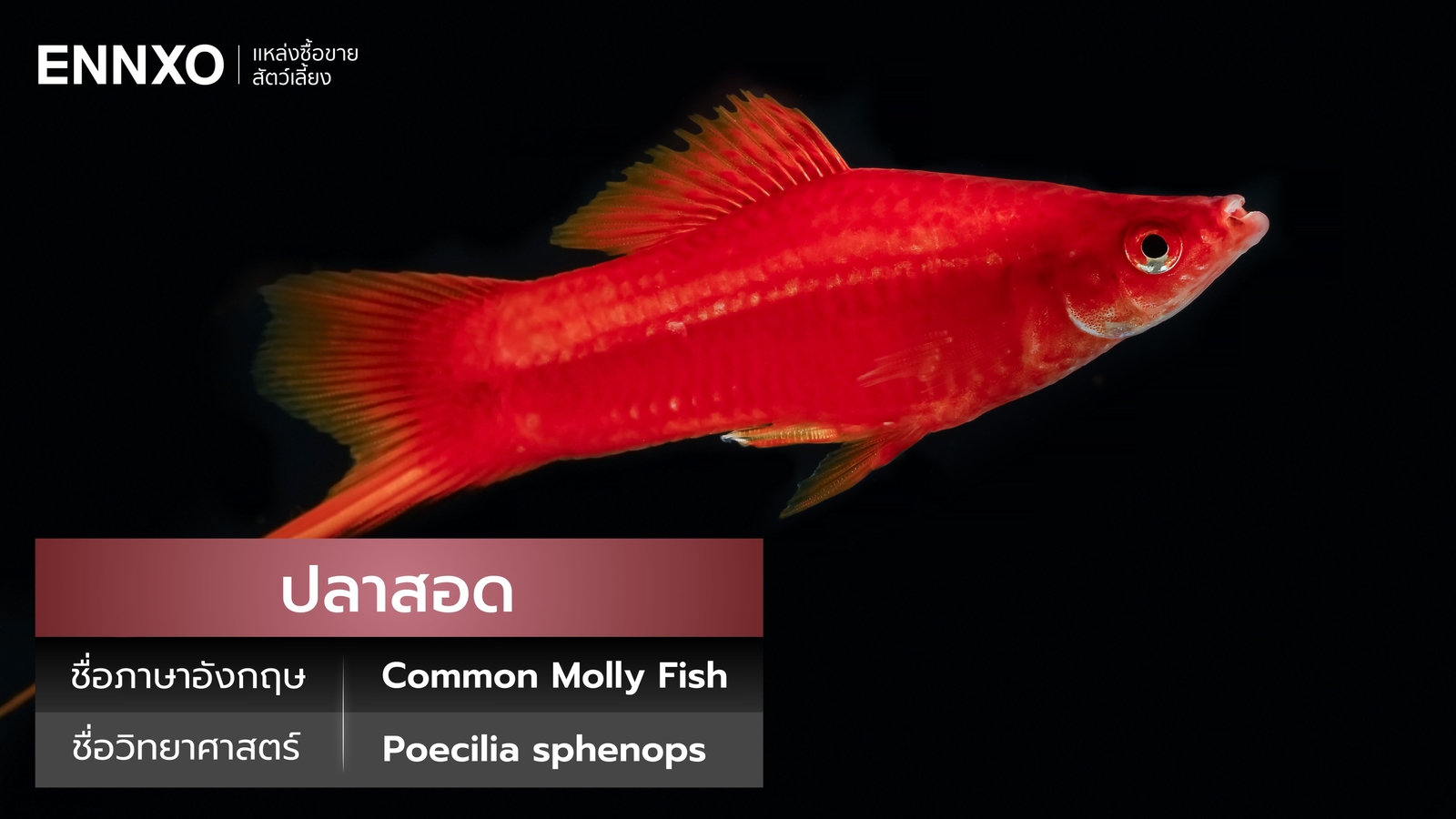 ปลาสอด ภาษาอังกฤษ