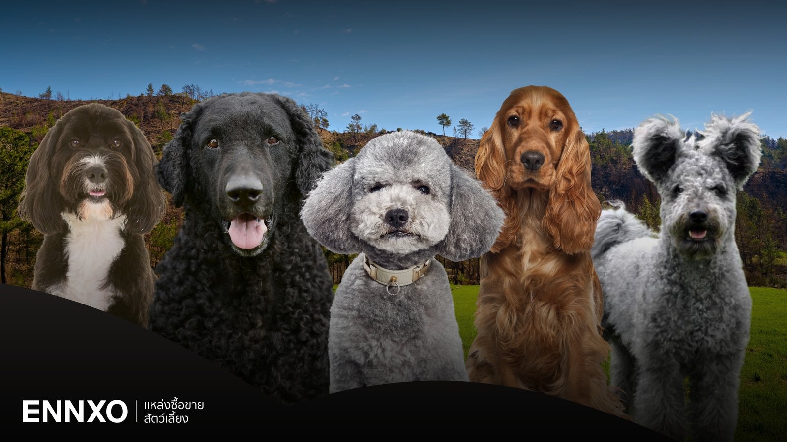 8 หมาขนหยิกสุดน่ารัก มีพันธุ์อะไรบ้าง ที่คนรักสุนัขห้ามพลาด