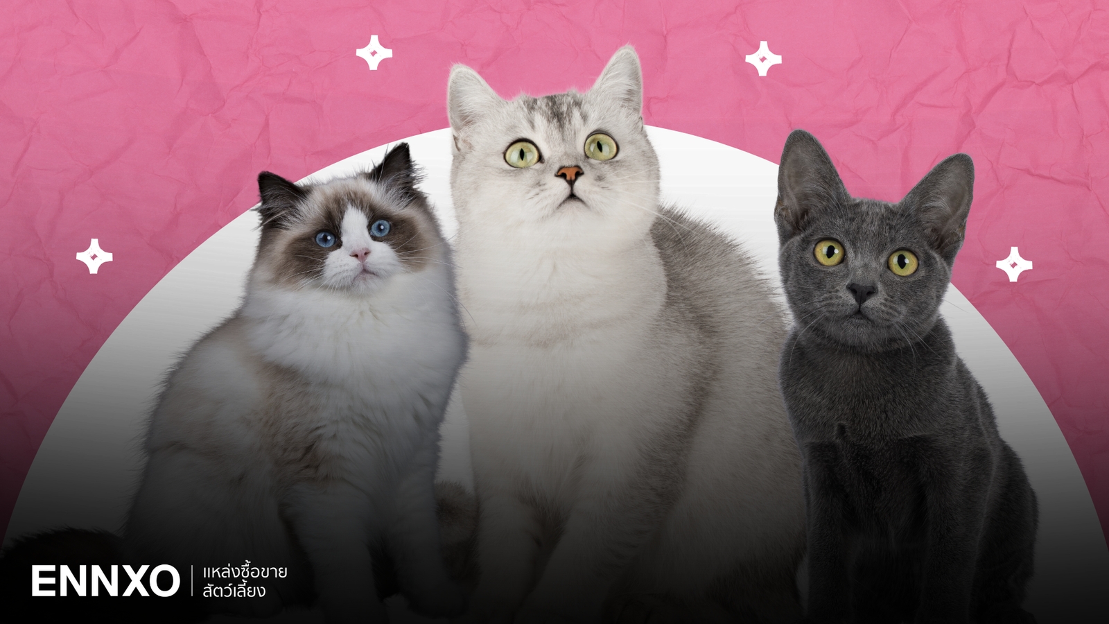 แมวน่ารักๆ พันธุ์อะไร รวม 15 แมวน่ารักยอดนิยมที่ทาสแมวหลงรัก