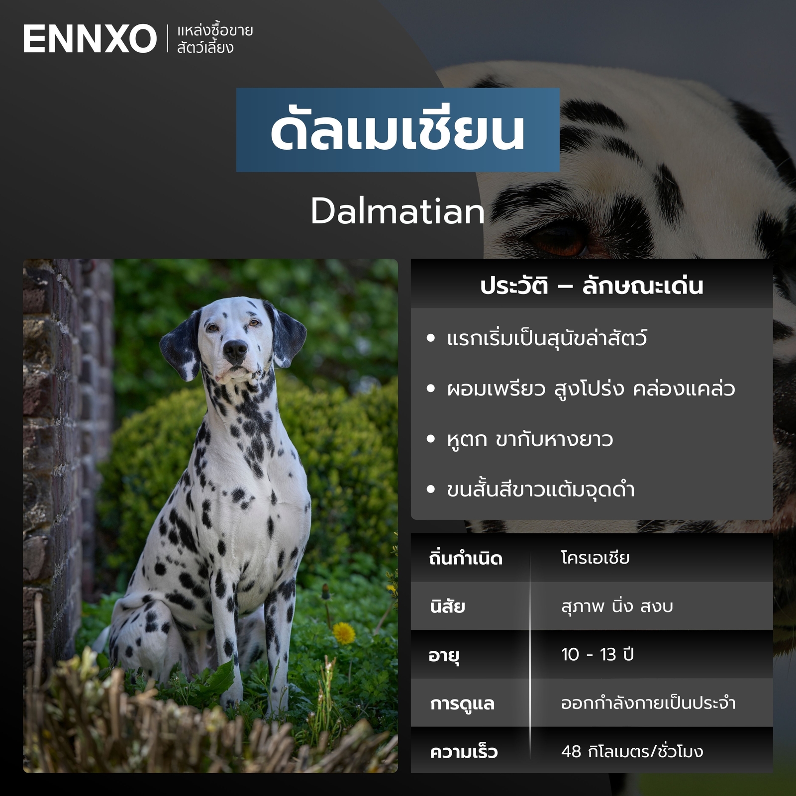 สุนัขดัลเมเชียน สุนัขวิ่งเร็วที่สุด