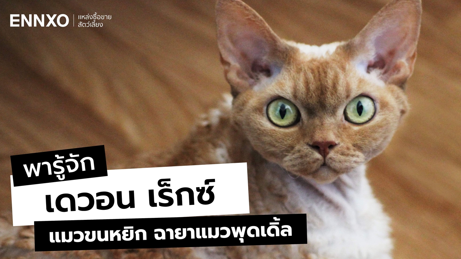 แมวเดวอน เร็กซ์ (Devon Rex) นิสัยยังไง เลี้ยงยากไหม?