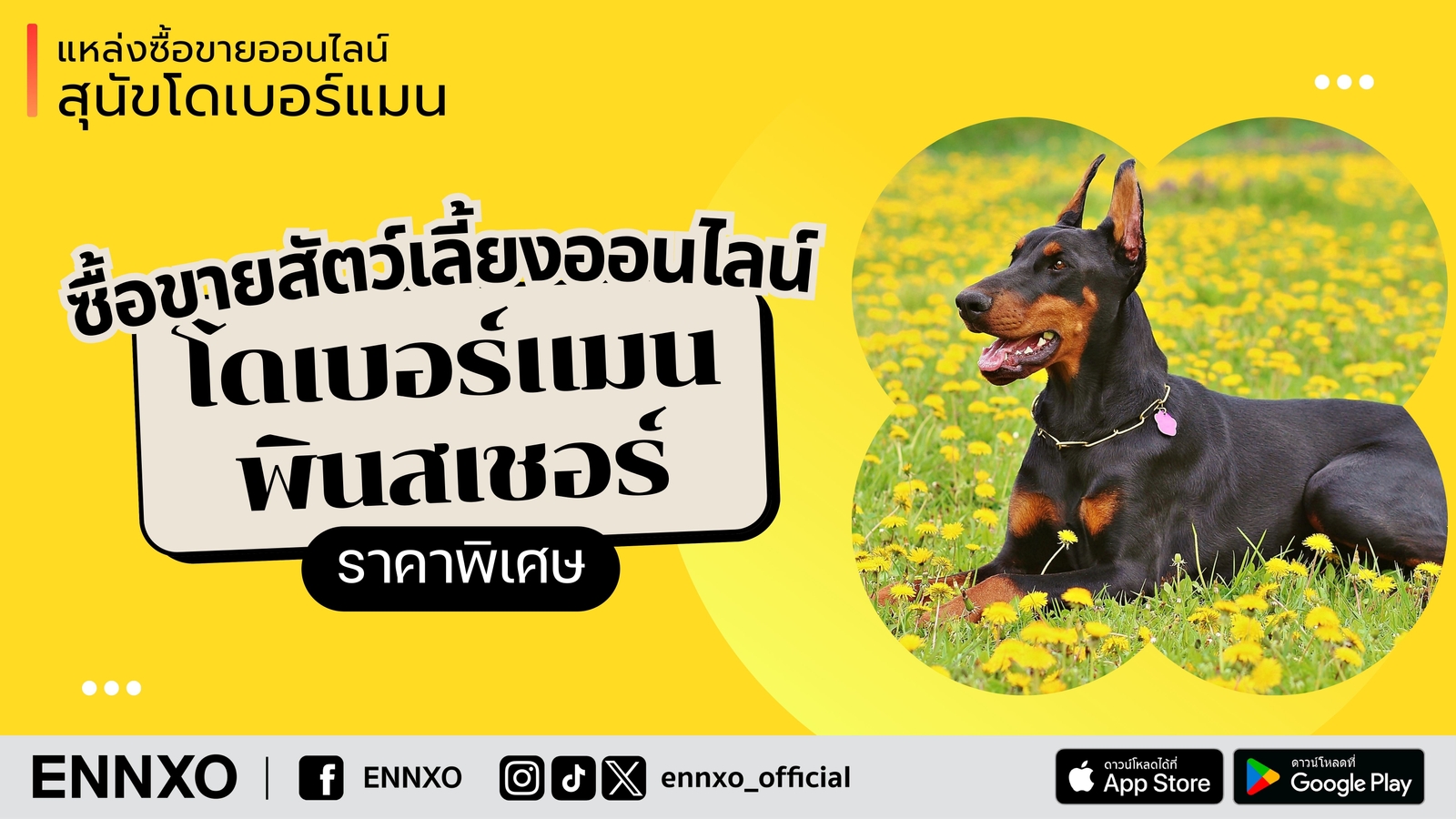 สุนัขโดเบอร์แมน พินสเชอร์