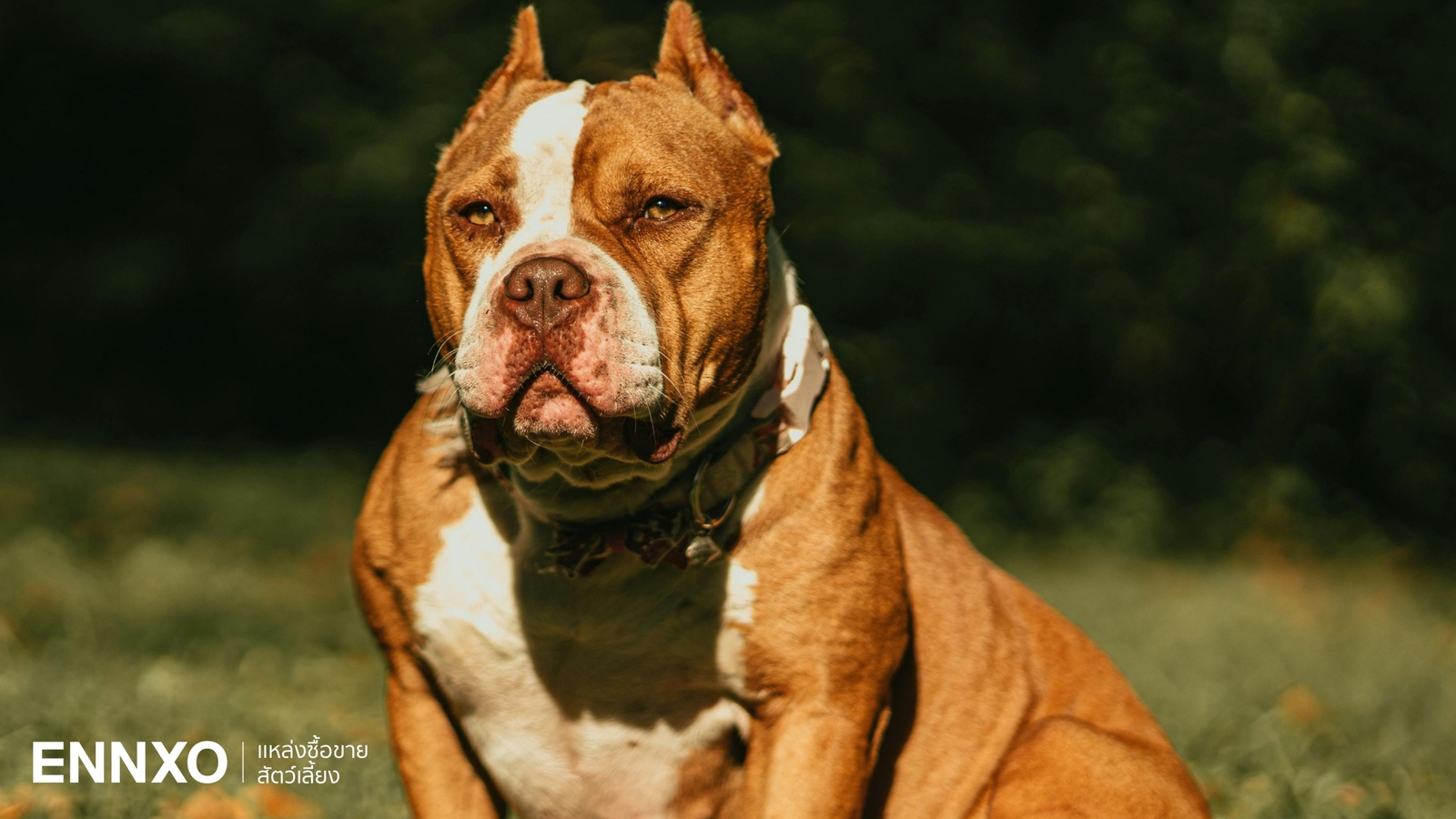 อเมริกันบูลลี่ (American Bully) กัดไหม? วิธีเลี้ยงสุนัขบูลลี่ไม่ให้ดุ