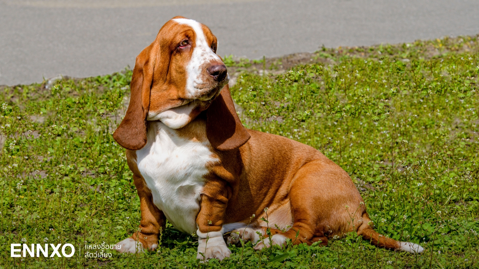 บาสเซ็ต ฮาวด์ นิสัย ลักษณะเด่นเป็นยังไง พร้อมเคล็ดลับการดูแล