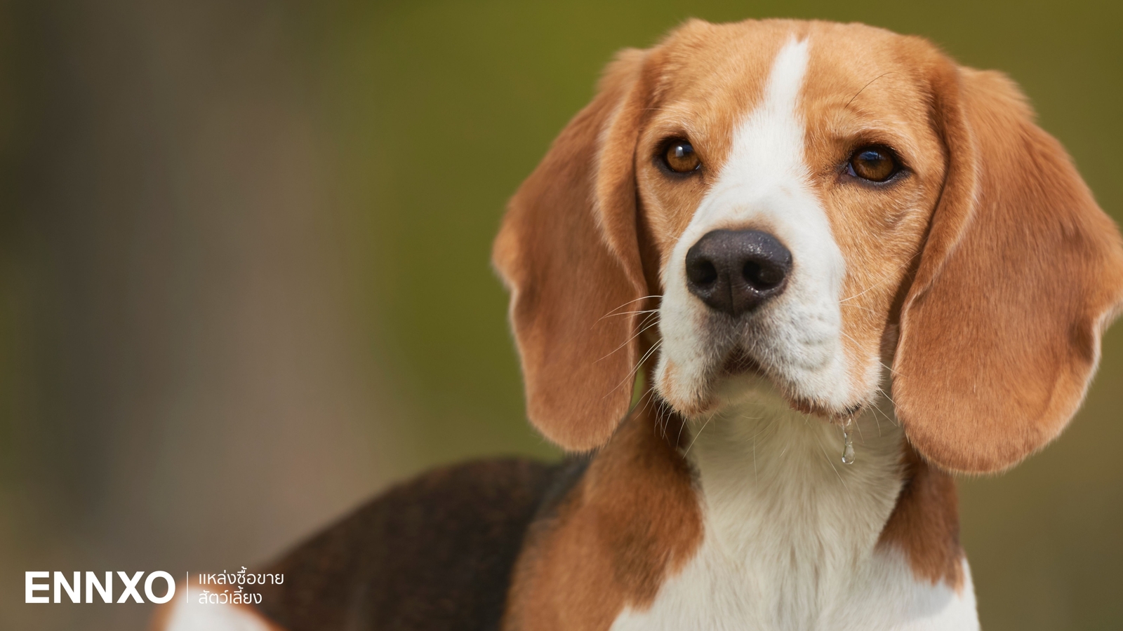 สุนัขบีเกิล (Beagle) เลี้ยงยากไหม รู้จักนิสัย และลักษณะ