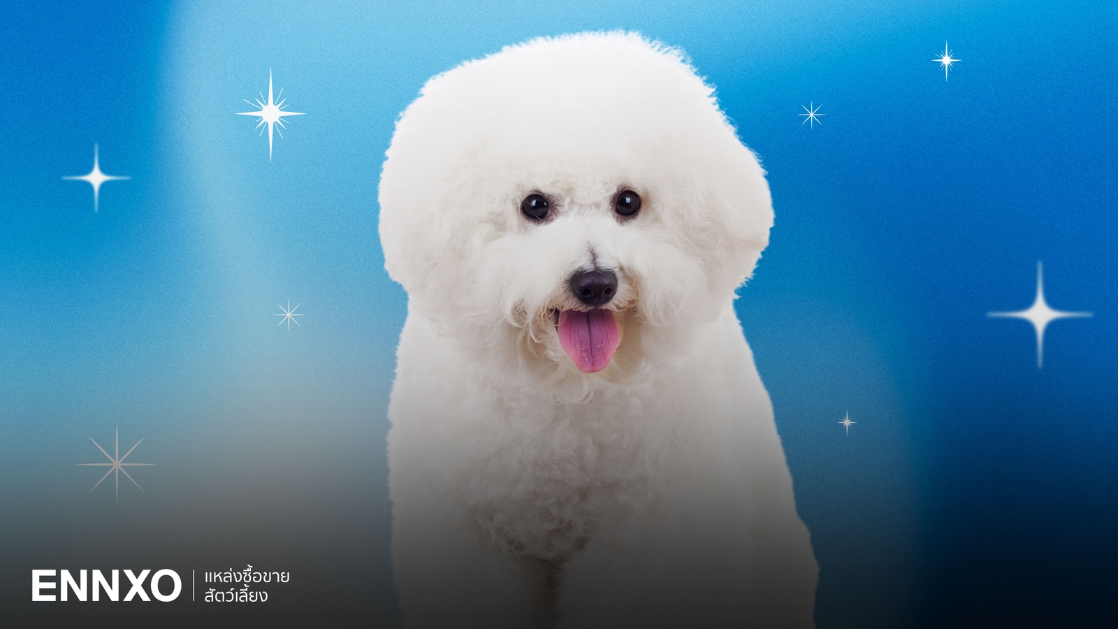 สุนัขบิชอง ฟริเซ่ (Bichon Frise) นิสัยฉลาดไหม เลี้ยงยากไหม?