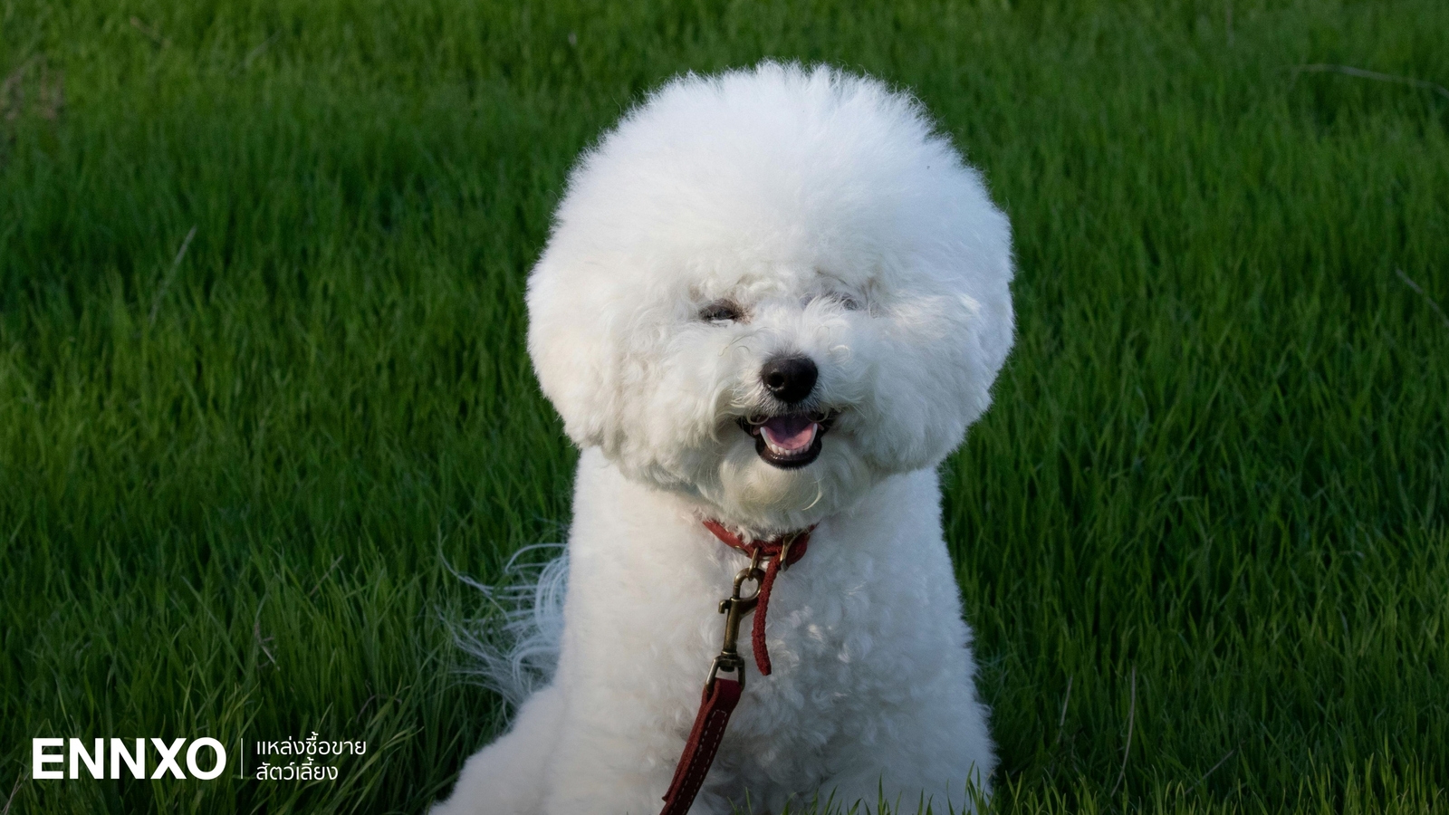 สุนัขบิชอง ฟริเซ่ รู้จักนิสัยหมา Bichon Frise เลี้ยงยากไหม?