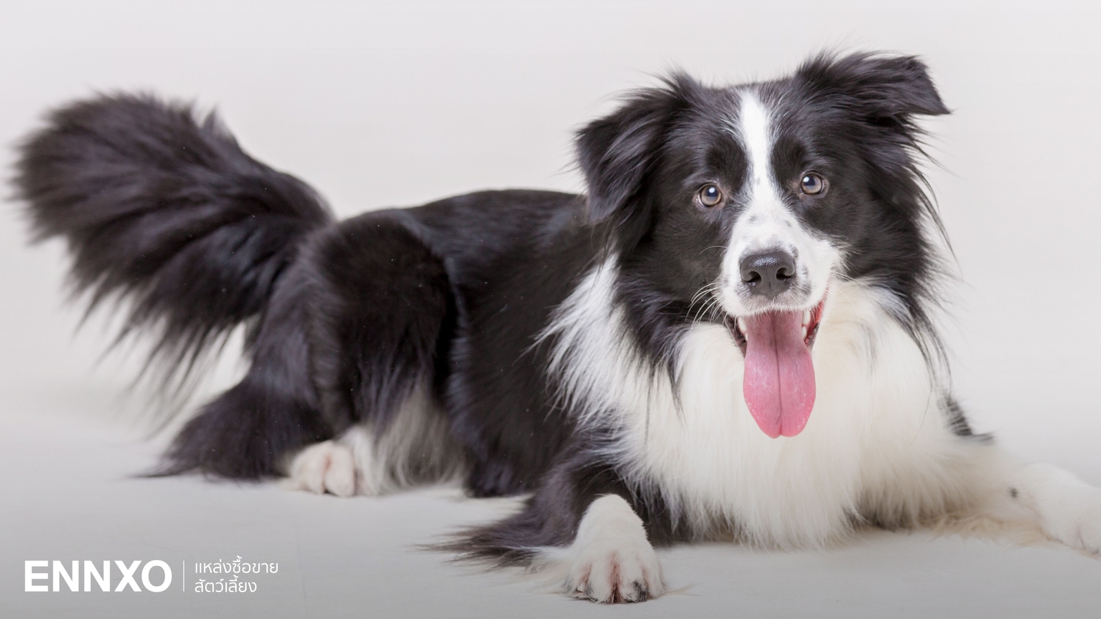 รู้จักสุนัขสุดฉลาด บอร์เดอร์ คอลลี่ (Border Collie) นิสัย และลักษณะ