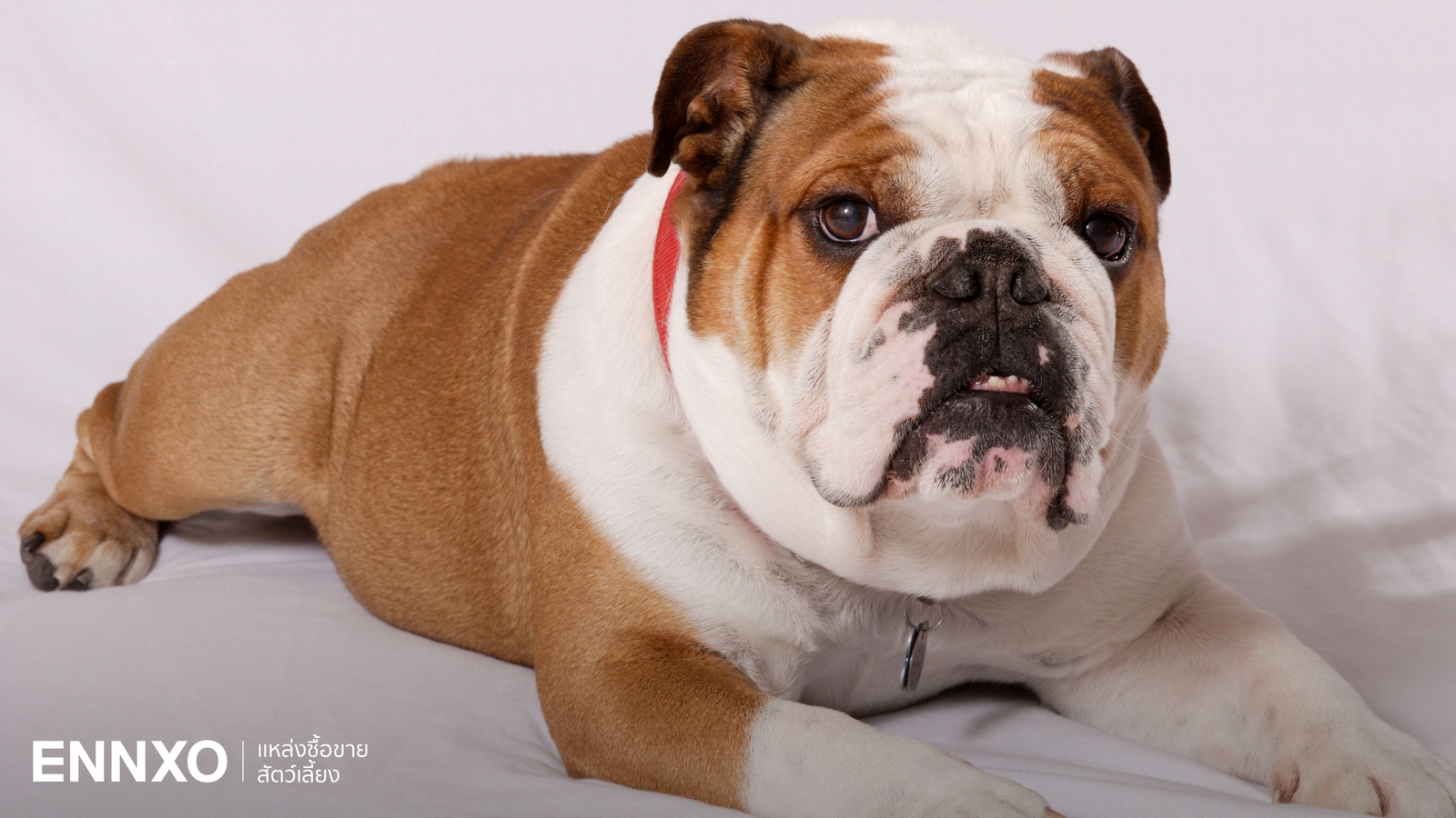 รู้จักสุนัขบูลด็อก (Bulldog) ดุไหม ลักษณะ และนิสัยเป็นยังไง