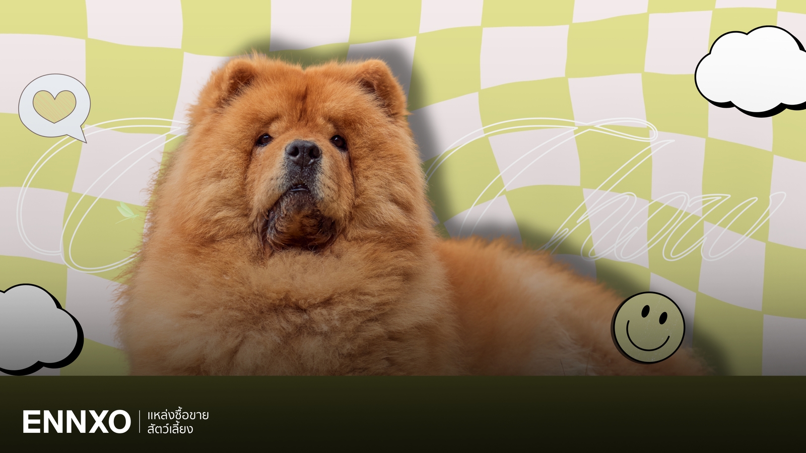 สุนัขเชาเชา (Chow Chow) หมาพันธุ์นี้ดุไหม อ่านประวัติ นิสัย การเลี้ยง