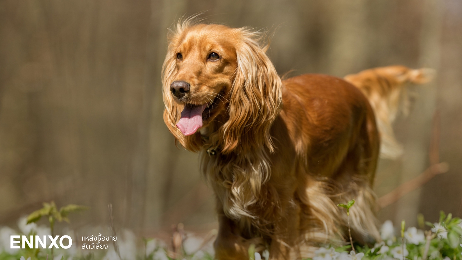 รู้จักค็อกเกอร์ สแปเนียล เลี้ยงยากไหม อุปนิสัยเป็นยังไง