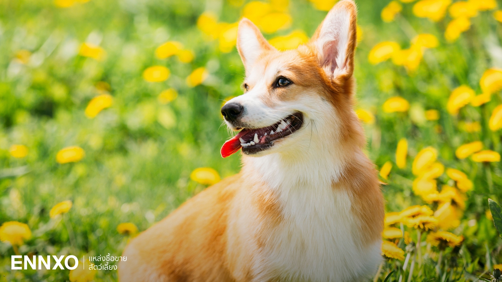 คอร์กี้ (Corgi) เจ้าหมาขาสั้นสุดน่ารัก ลักษณะ นิสัยเลี้ยงยากไหม