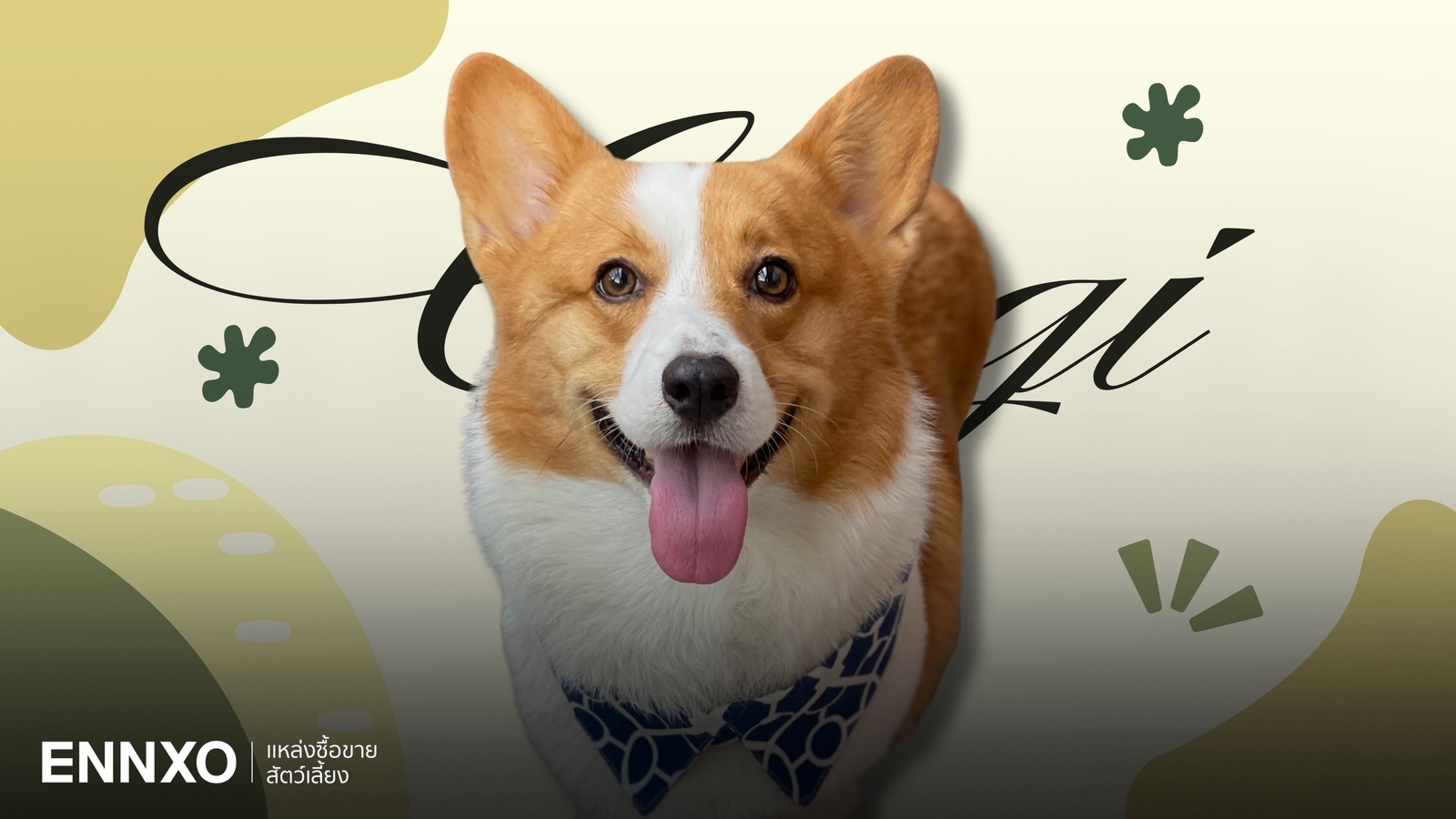 คอร์กี้ (Corgi) เลี้ยงยากไหม รู้จักประวัติ นิสัย หมาพันธุ์ขาสั้นยอดนิยม