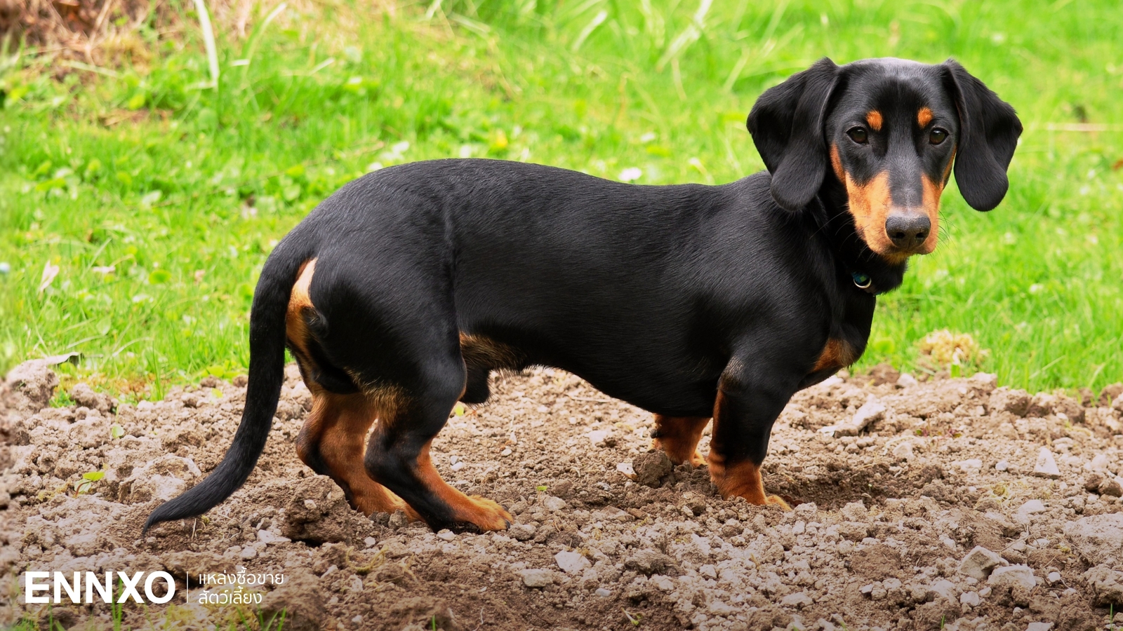 ดัชชุน มีกี่สายพันธุ์ รู้จักหมาขาสั้น ตัวยาว อดีตสุนัขล่าเนื้อ