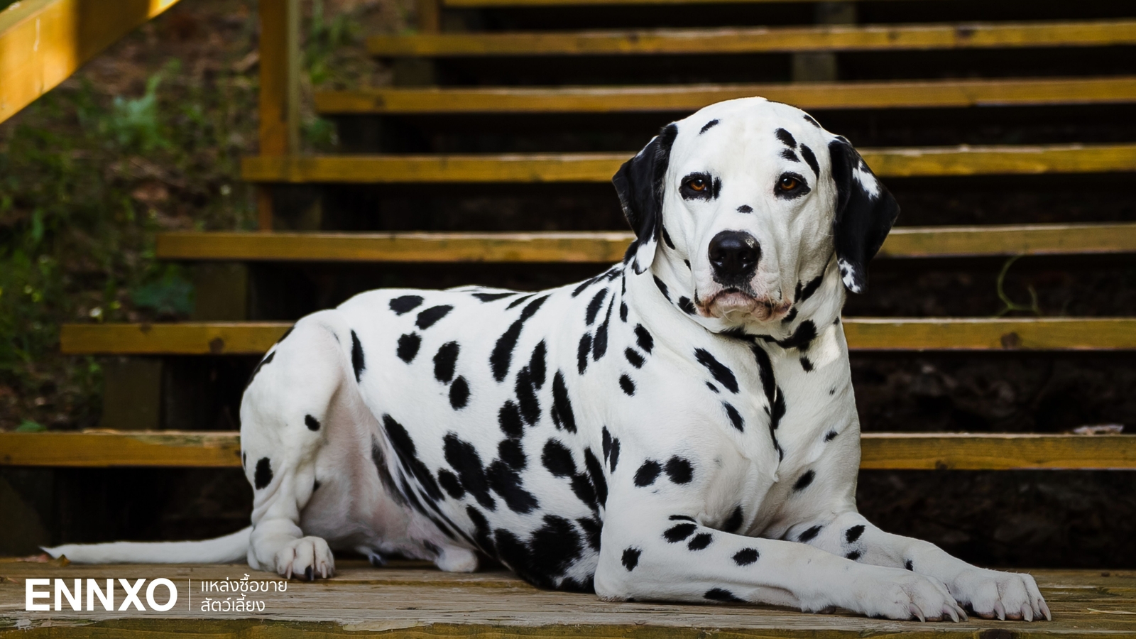 ดัลเมเชียน (Dalmatian) สุนัขลายจุด ลักษณะ นิสัยเป็นอย่างไร