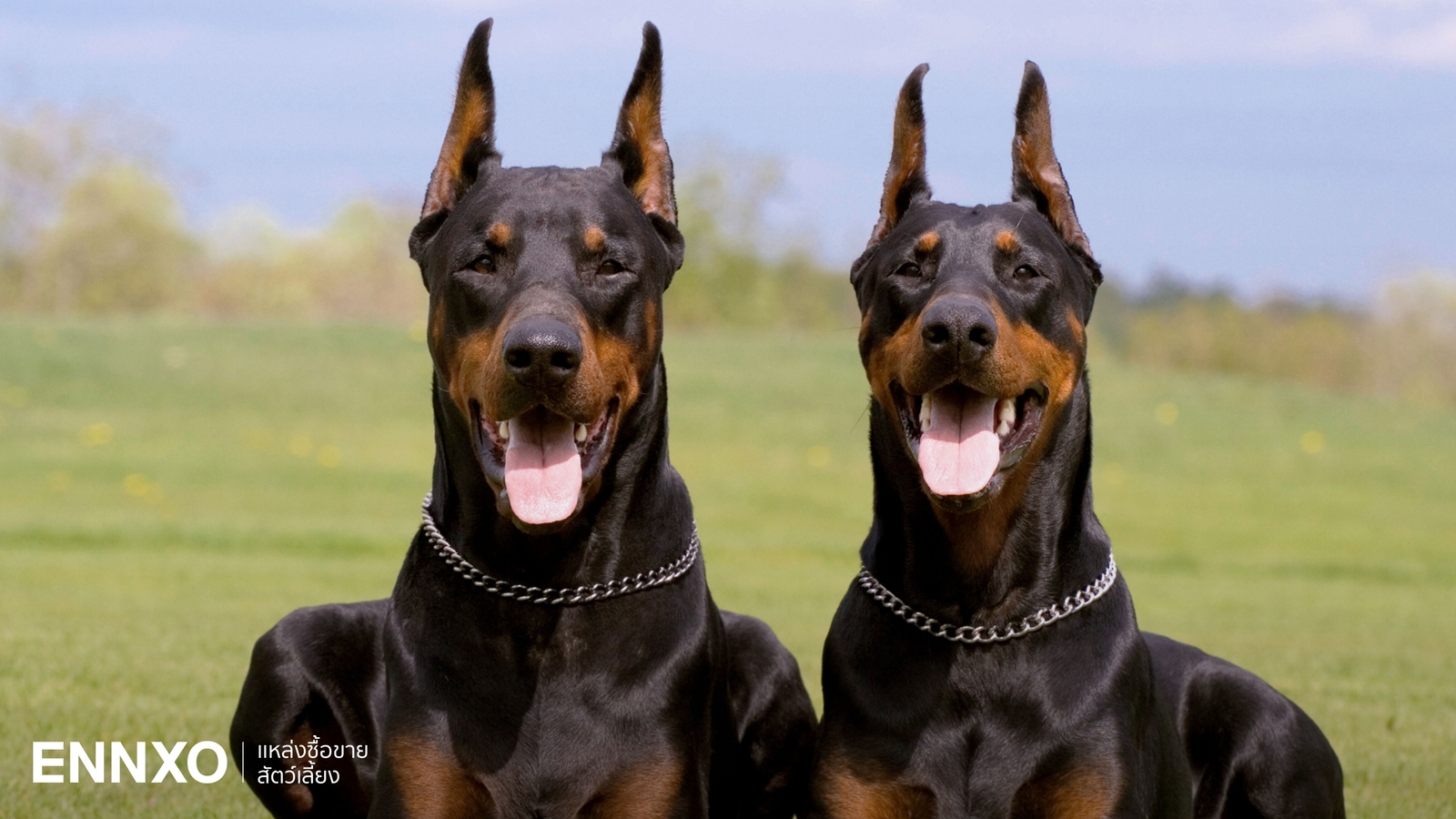โดเบอร์แมน (Doberman) สุนัขผู้พิทักษ์ นิสัย ลักษณะ และวิธีเลี้ยง