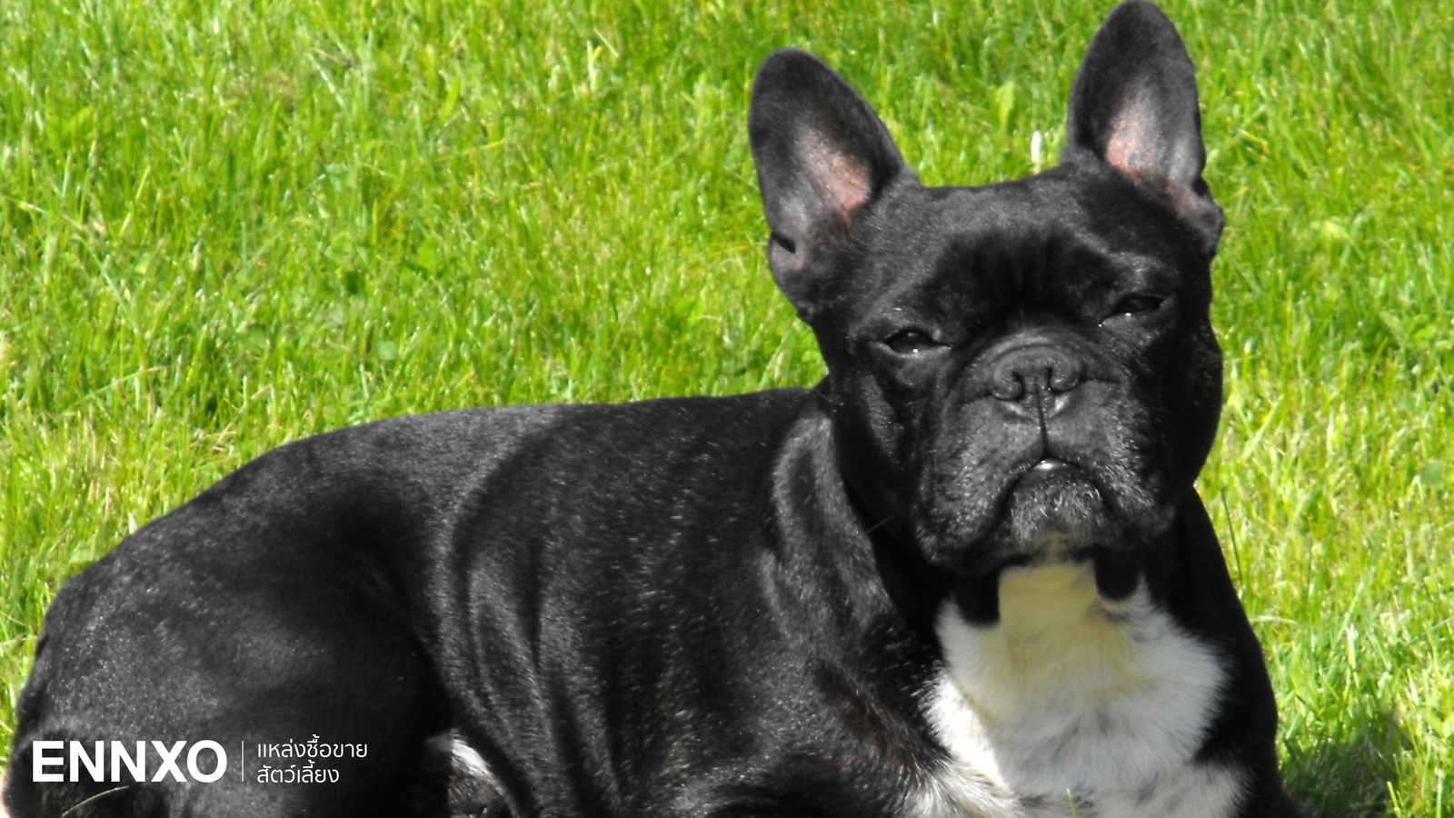เฟรนช์ บูลด็อก (French Bulldog) สุนัขหน้าสั้น นิสัยขี้อ้อน เลี้ยงง่าย